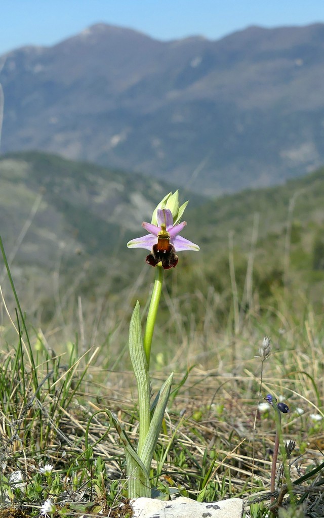 Ophrys crabronifera nellAbruzzo aquilano - aprile  2022.